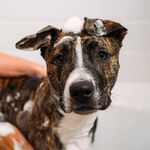 UNITE Hair Doggy‘Poo Shampoo 473ml