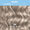 BB Beige Blue