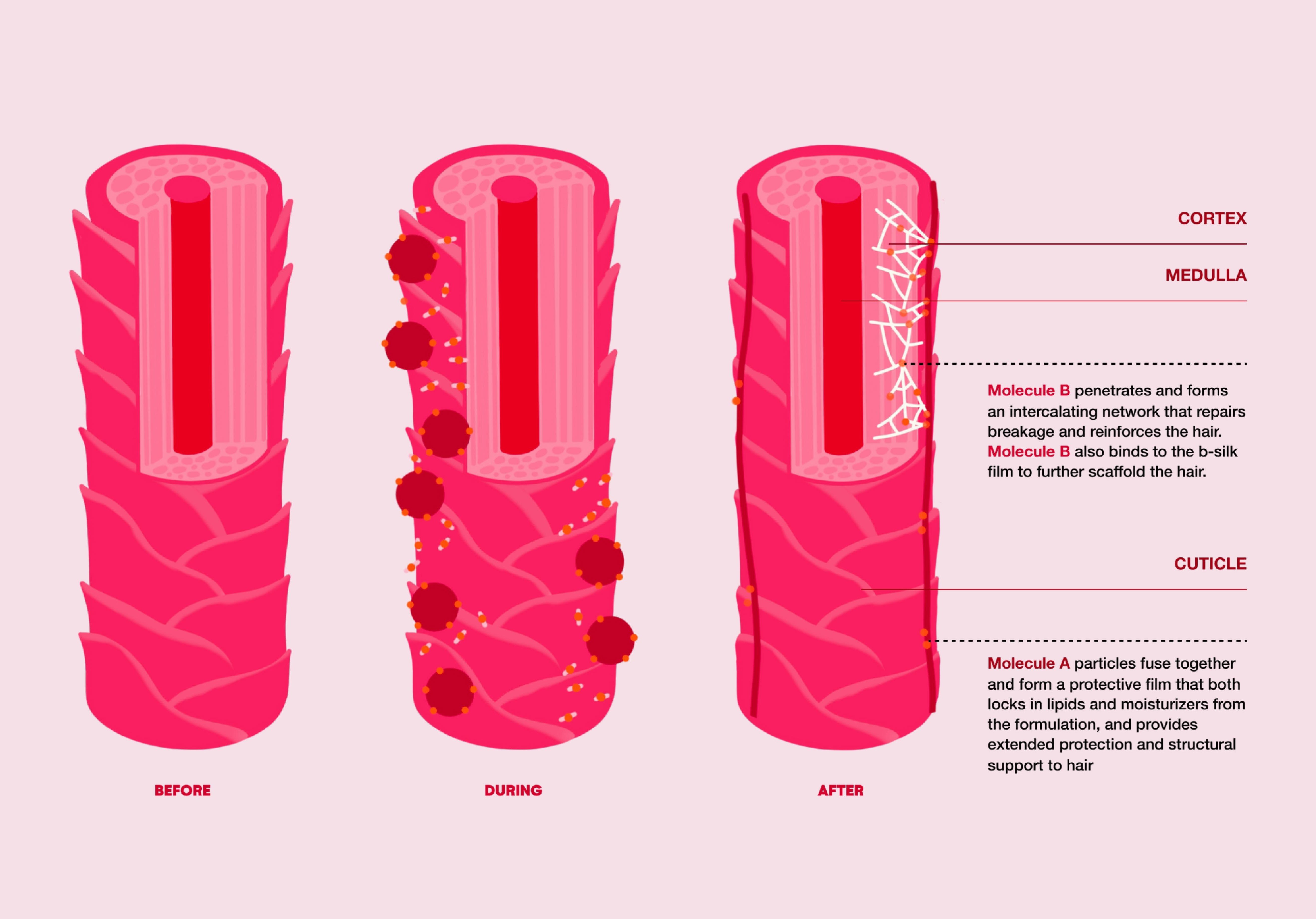 Cuticle Diagram for Goddess Cuticle Diagram for Goddess